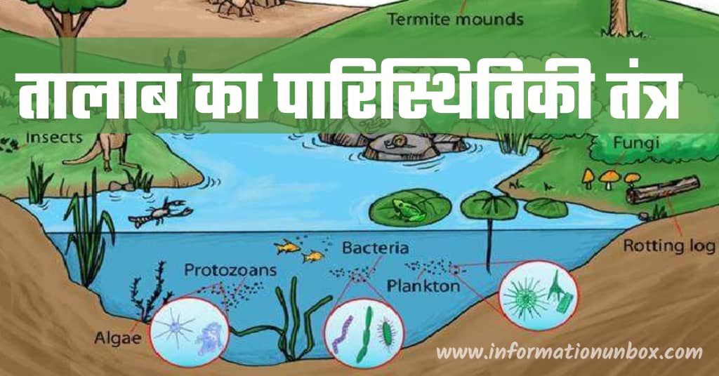  Pond Ecosystem In Hindi 